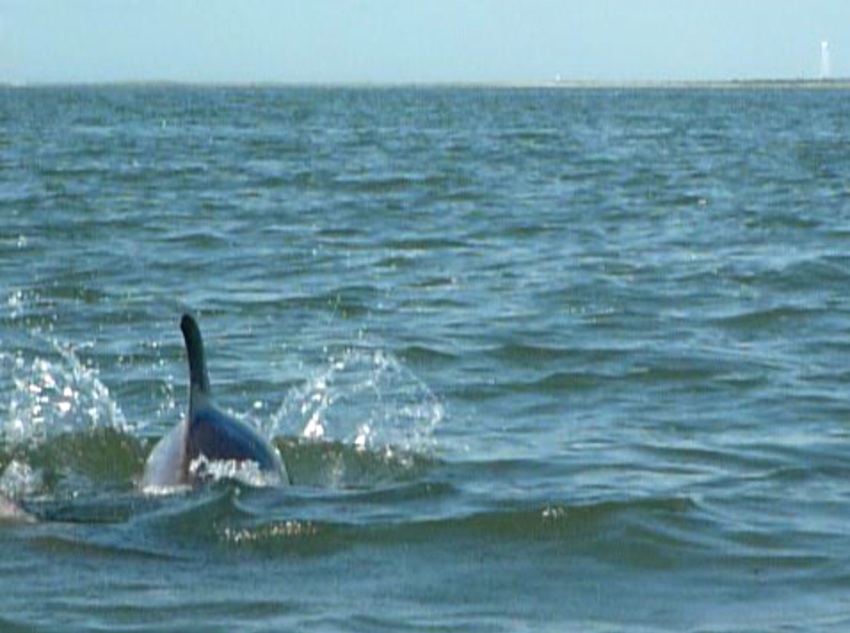 Dolphin breaching the surface