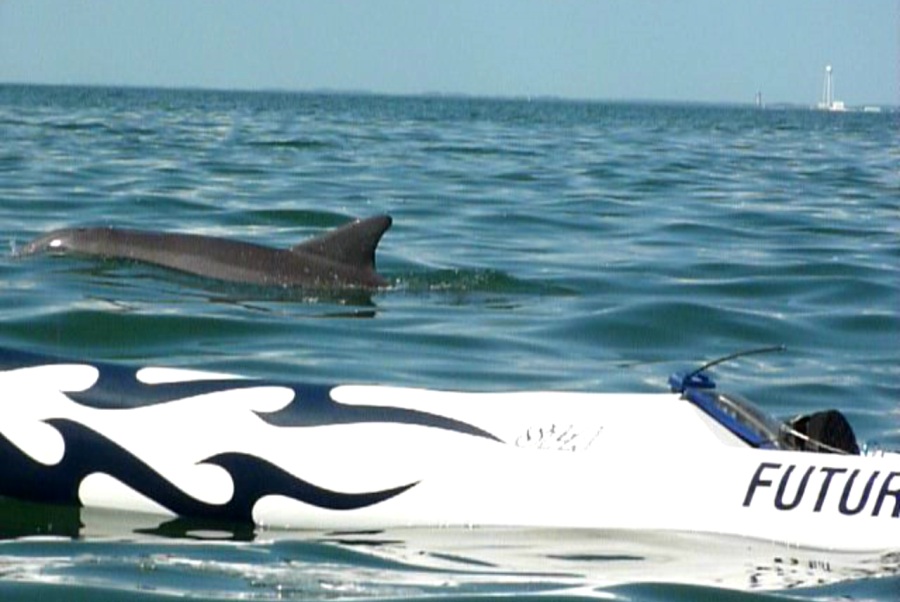 Dolphin on the starboard side of my surf ski