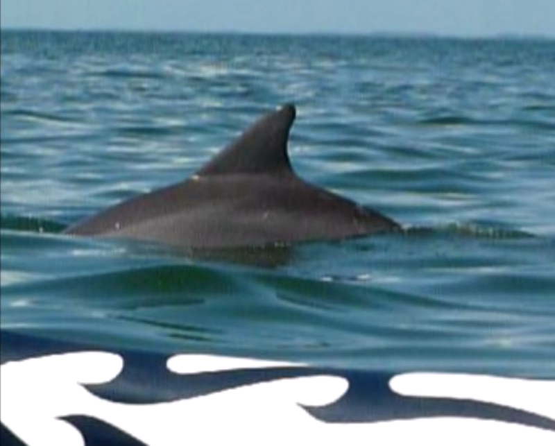 Dolphin on the starboard side of my surfski in slow motion