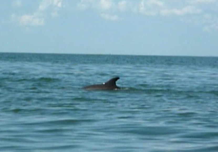 Dolphins swimming