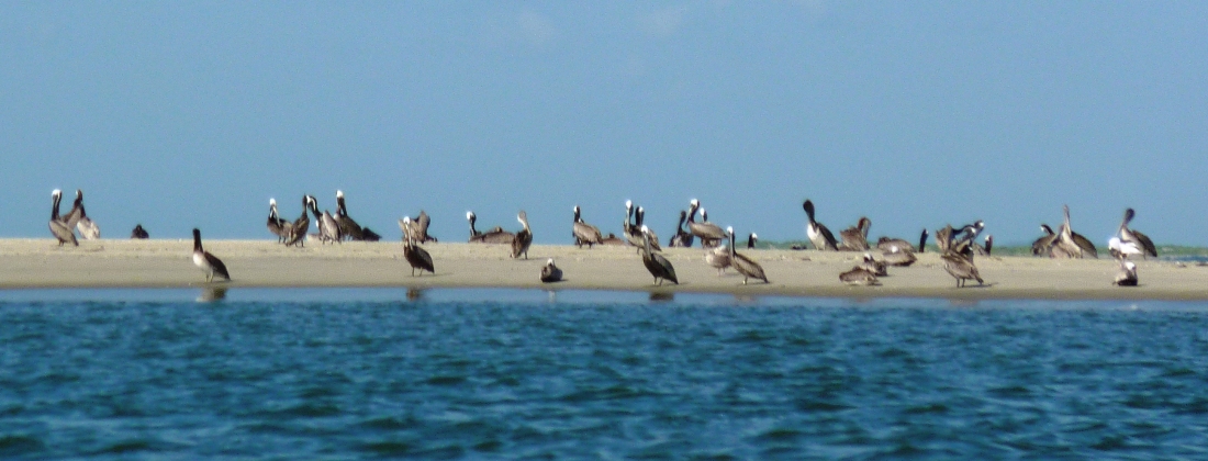 Brown pelicans on sand bar