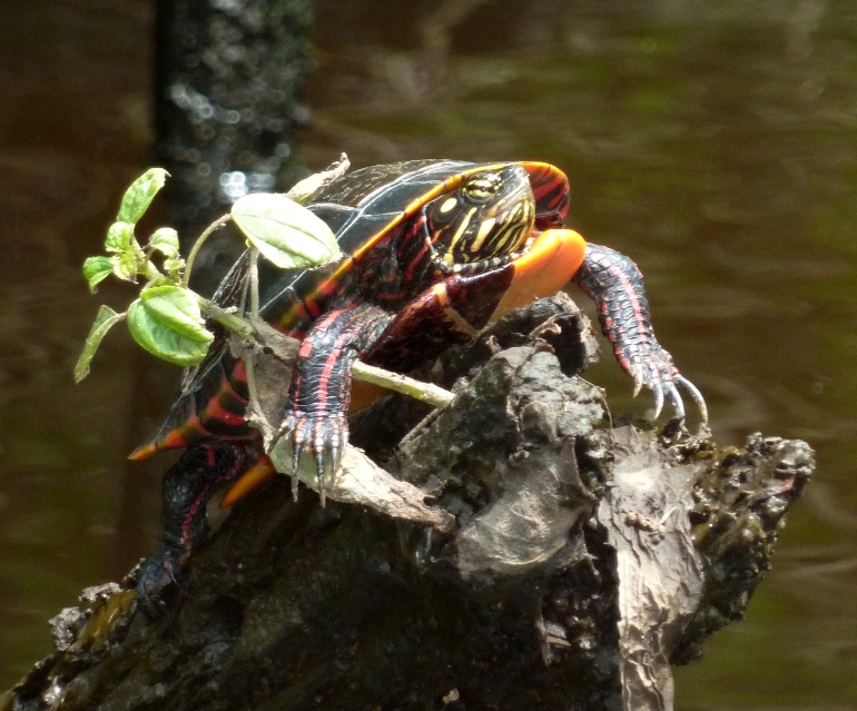 Turtle with really long nails