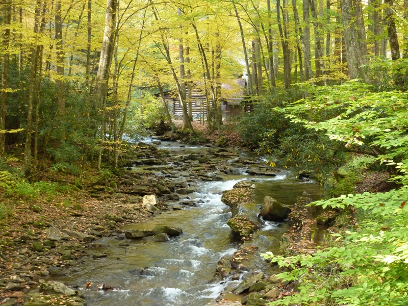 Fall foliage around the stream