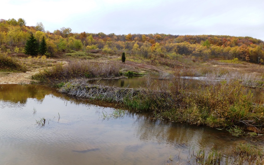 Beaver dam