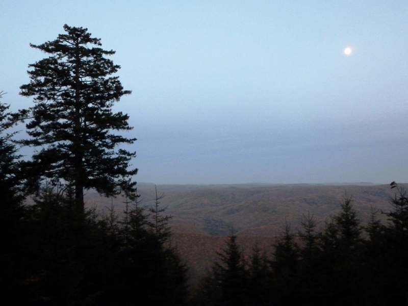 Treeline at dusk