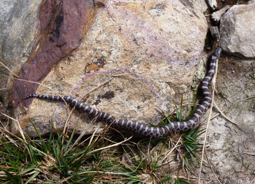 Milk snake