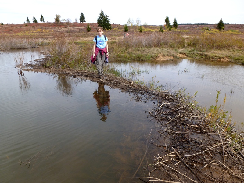 Norma standing on beaver dam