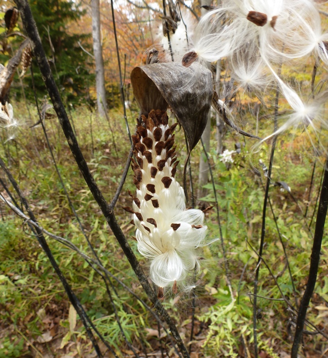 Fluffy white seeds