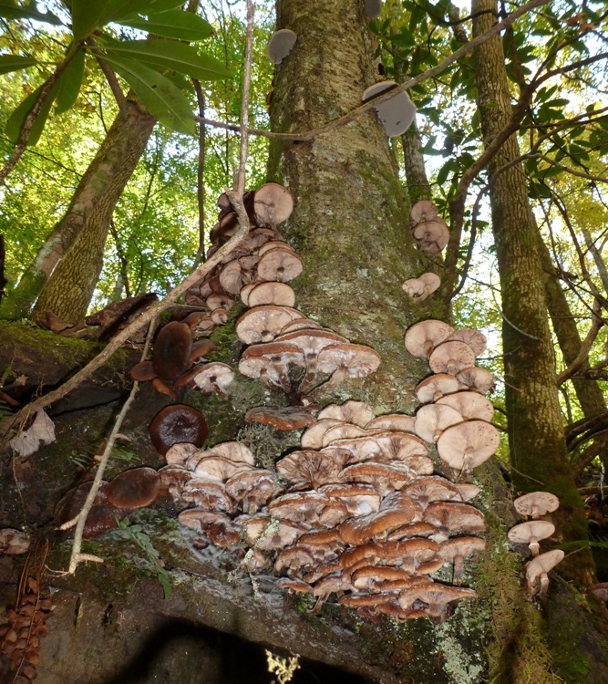 Mushrooms on a tree