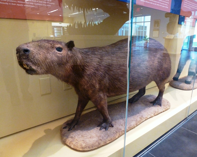 Stuffed capybara