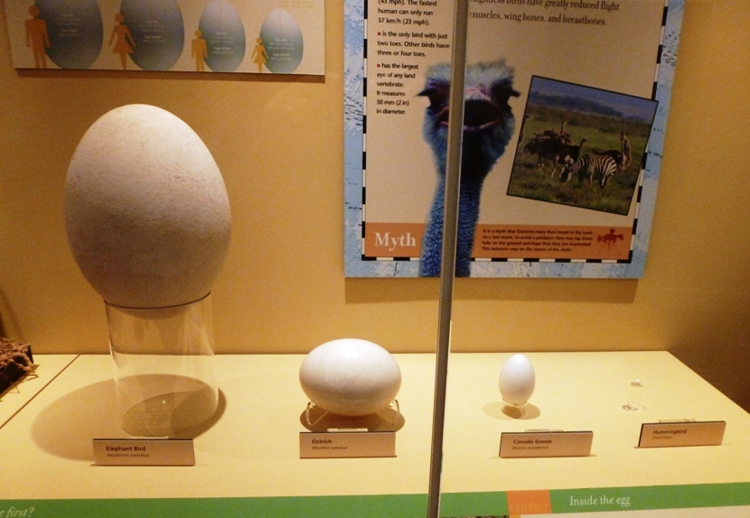 Various eggs, including the elephant bird egg