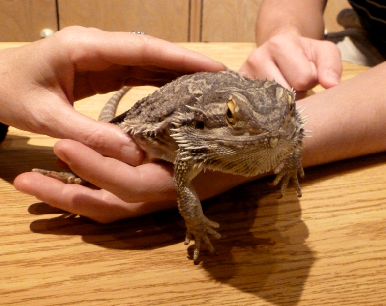 Horned lizard