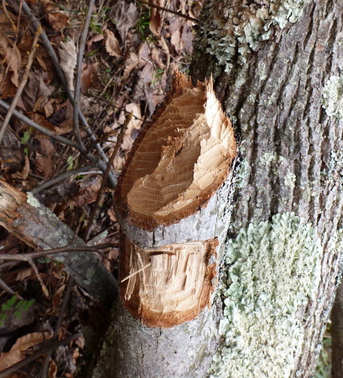 Small, beaver-chewed stump