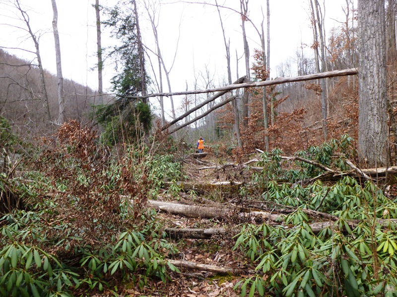 Norma walking through a blowdown of trees