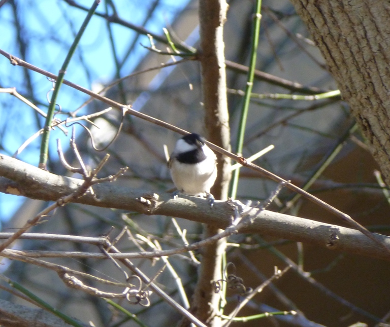 Chickadee in a tree