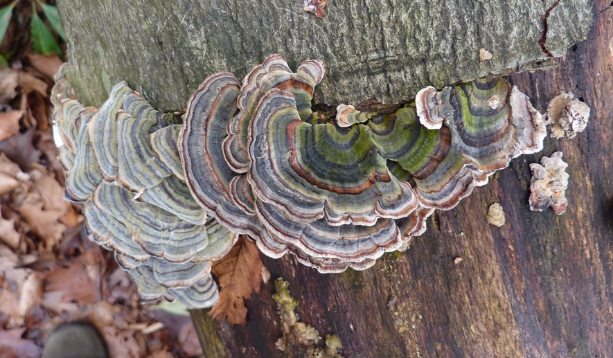 Grayish fungus on log