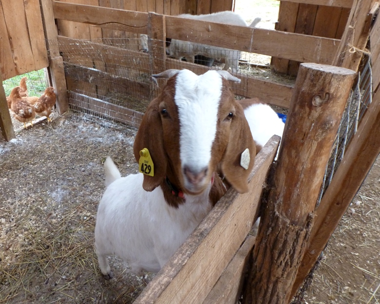 Young goat looking at me