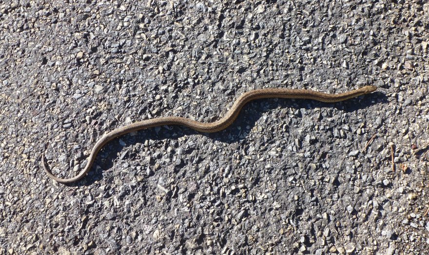 Garter snake