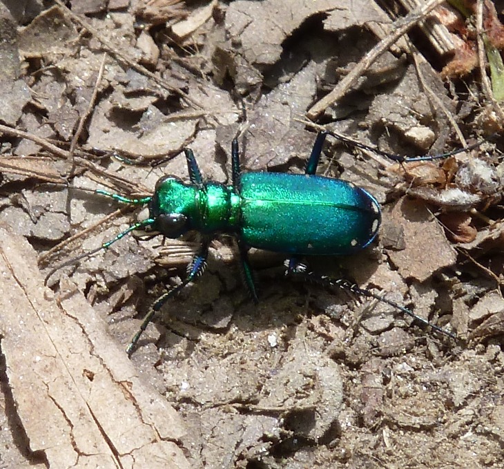 Shiny green bug