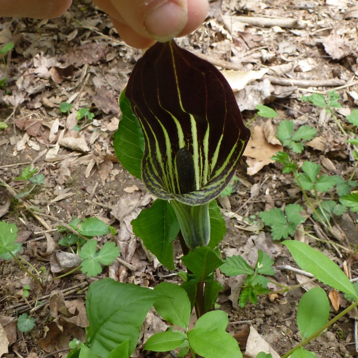 Jack-in-the-pulpit plant