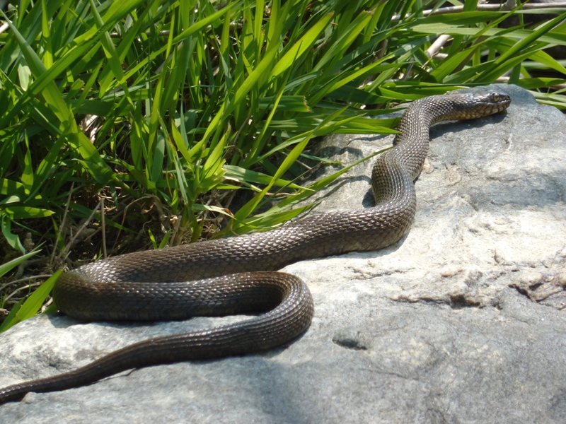 Northern water snake on rocks