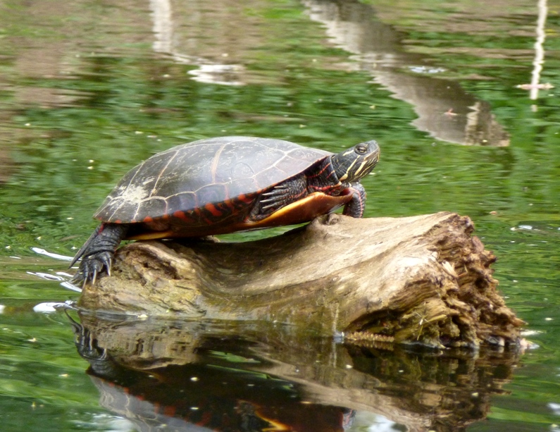 Turtle on log