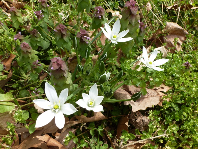 Flowers with white petals