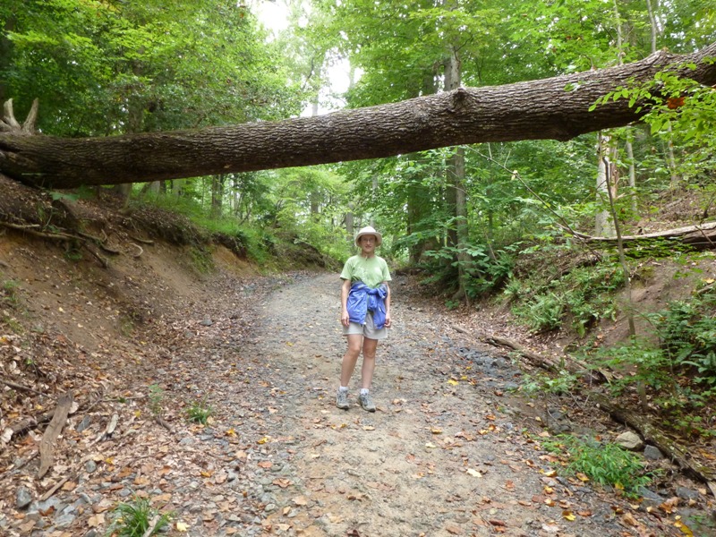 Norma on trail with fallen tree above