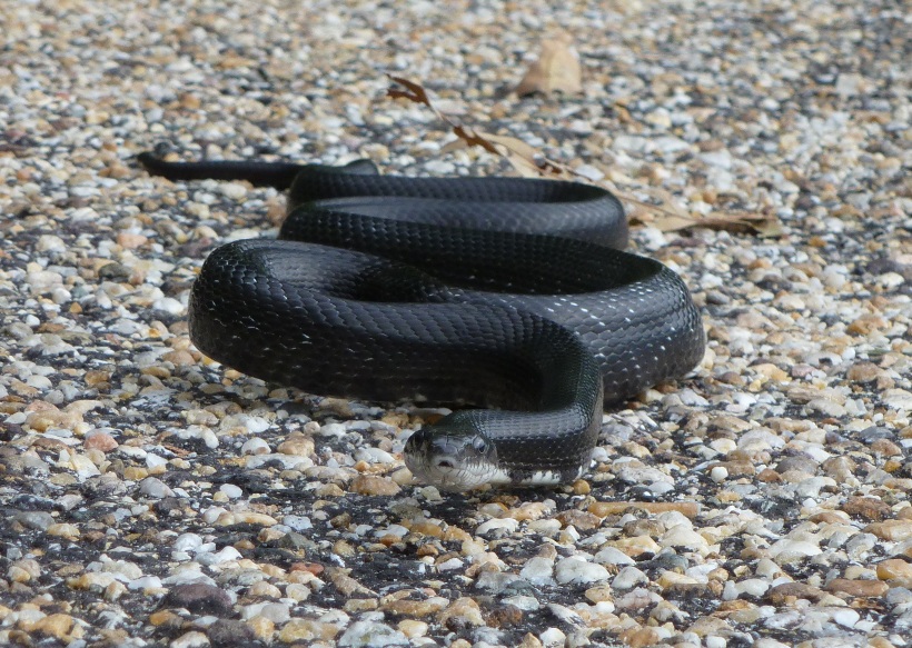 Black snake