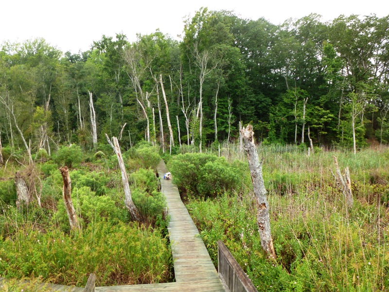 Boarwalk through greenery