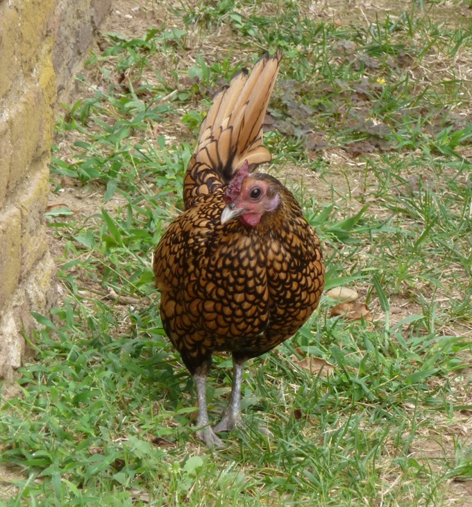 Wyandotte chicken