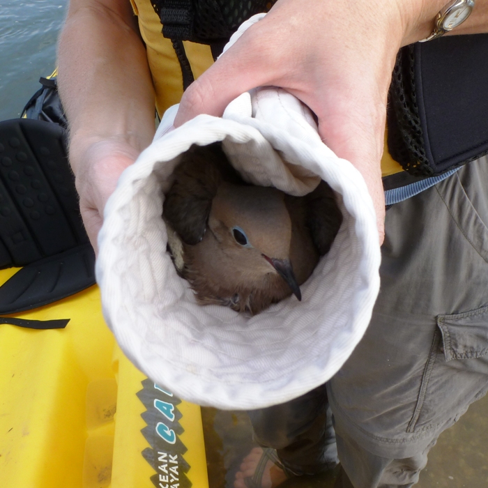 Dove wrapped in Norma's hat