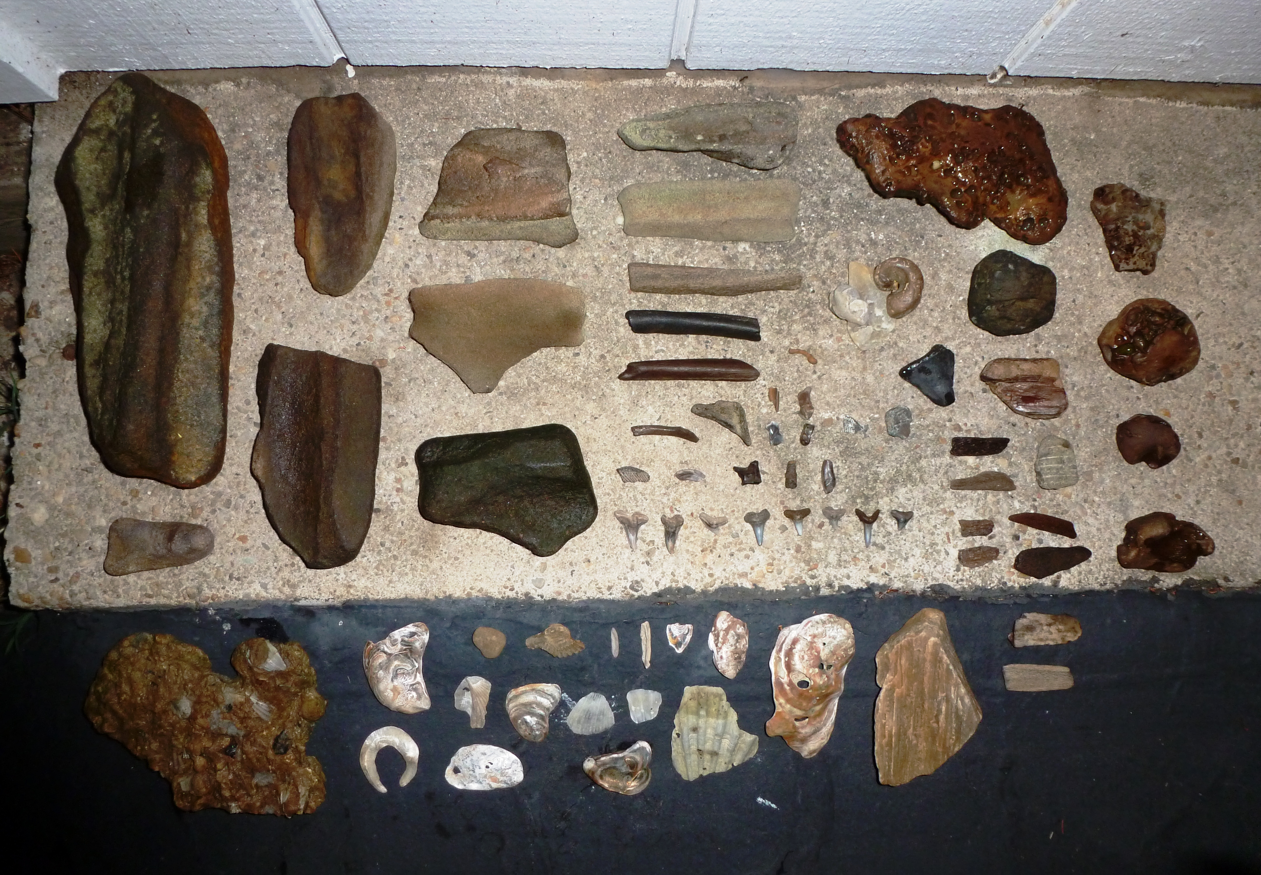 The fossils and shells we came home with