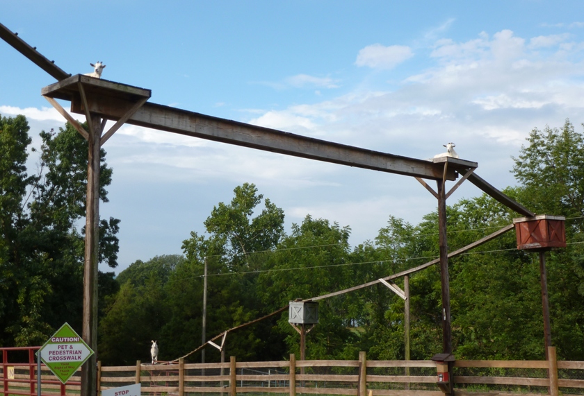 Two goats on goat bridge