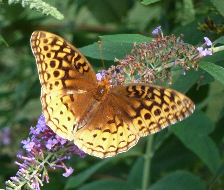 Great Spangled Fritillary butterfly on flower