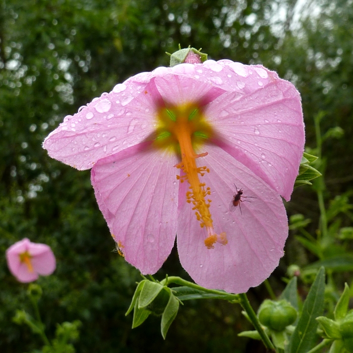 Pink hibiscus with fly