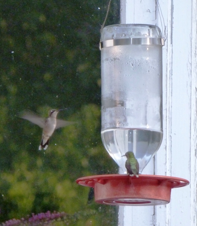 One hummingbird perched, one in flight