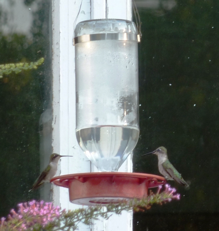 Two hummingbirds perched