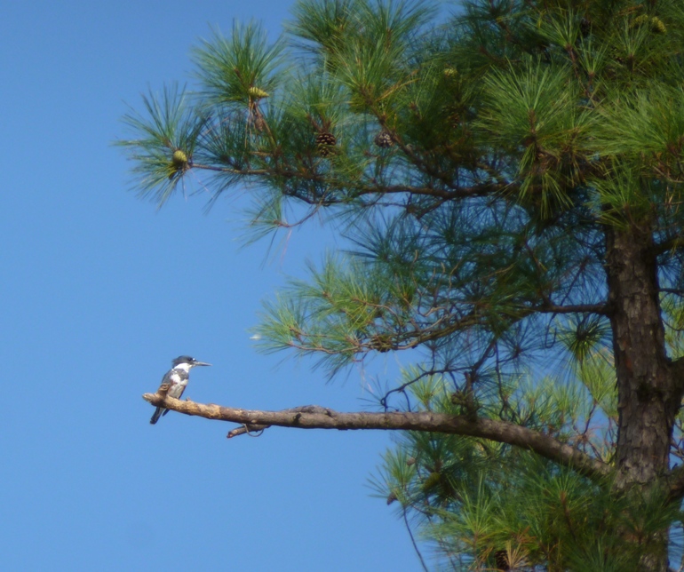 Kingfisher in pine tree