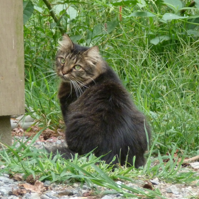 Maine coon cat