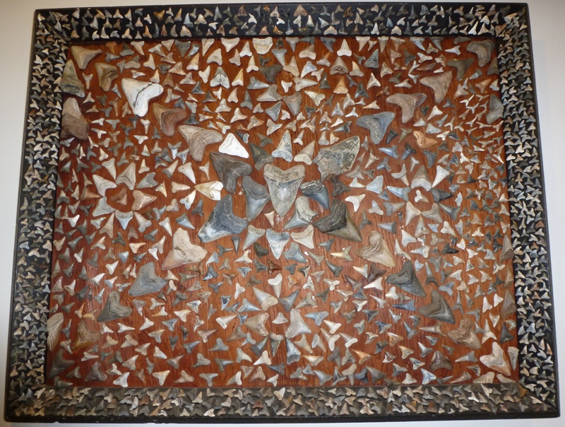 Mosaic of shark's teeth mounted