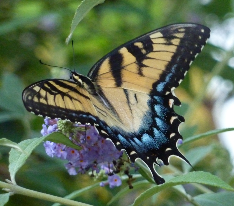 Tiger swallowtail butterfly on flower