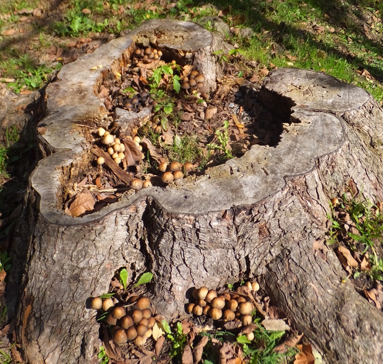 Mushrooms growing from a tree stump