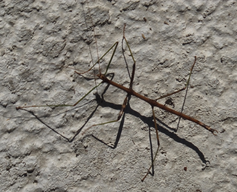 Walking stick insect