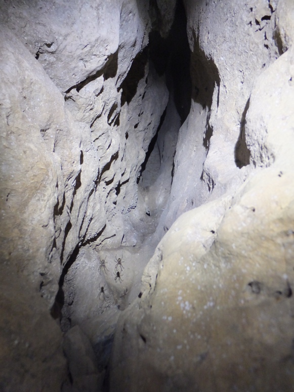 Tall part of cave with two spiders