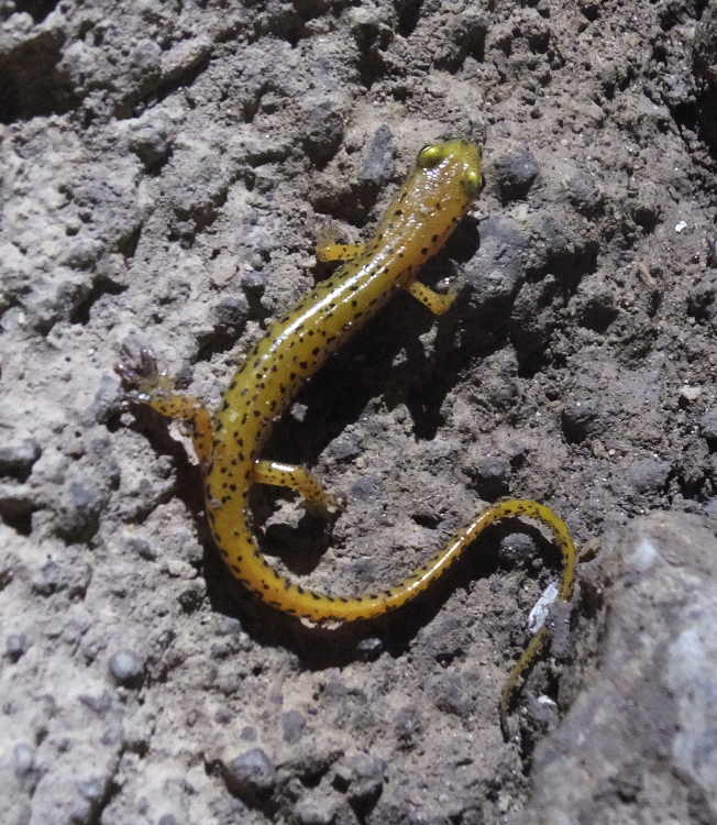 Longtail Salamander, yellow with black spots