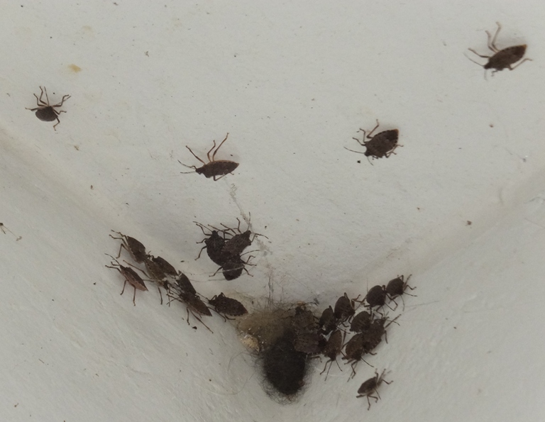 Dozens of stink bugs living in the campground bathroom