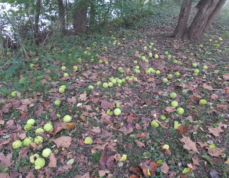 Osage oranges on ground