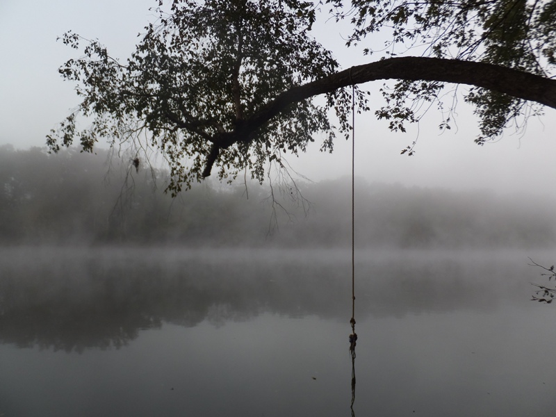 Rope swing tree in the early morning fog at 0707