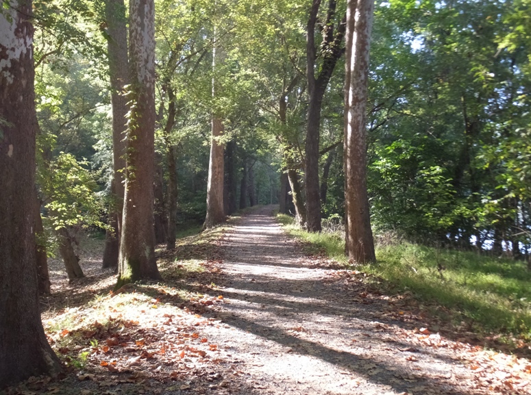 Wooded towpath